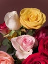 Close-Up Roses