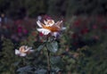 Close-up of Roses