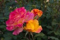 Close up of roses with wonderful shades