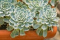 Close up of  rosetted echeveria, succulent in a pot Royalty Free Stock Photo
