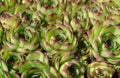 A close up of rosettes of Sempervivum tectorum (common houseleek) in the garden on a sunny day Royalty Free Stock Photo