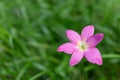 Close up of rosy pink rain lily, Cuban zephyrlily or Zephyranthes rosea with beautiful green background