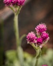 Close up of rosy pussytoes flower