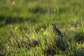 Close-up of rosy-throated longclaw or rosy-breasted longclaw or Macronyx ameliae Royalty Free Stock Photo