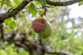 Close up of rotten apple hanging on a tree branch Royalty Free Stock Photo