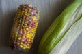 Close up on rotten corn on the table Royalty Free Stock Photo