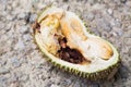 Close-up of rotten durian fruit, infested by insects and pest