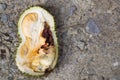 Close-up of rotten durian fruit, infested by insects and pest