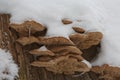 Close-up of a rotten stump with tree mushrooms covered by snow on a horizontal trunk during a winter in Czech republic Royalty Free Stock Photo