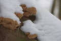 Close-up of a rotten stump with tree mushrooms covered by snow on a horizontal trunk during a winter in Czech republic Royalty Free Stock Photo