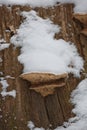 Close-up of a rotten stump with tree mushrooms covered by snow on a horizontal trunk during a winter in Czech republic Royalty Free Stock Photo