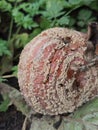 A Close-up of a Rotting Apple Covered in Mold Royalty Free Stock Photo