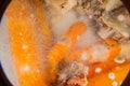 Close-up of rotting food. Mold growing on meat and carrots