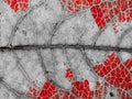 Close-up of a rotting leaf with red autumn colours