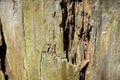 Close-up of a rotting log with cracks Royalty Free Stock Photo