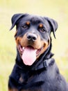 Close-up of rottweiler