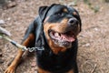 Close-up of a Rottweiler breed dog sitting in the park