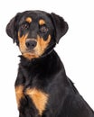 Close-up of Rottweiler Labrador Crossbreed Puppy