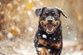 Close up of Rottweiler running joyfully through falling snow Royalty Free Stock Photo