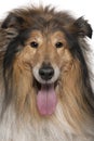 Close-up of Rough collie with tongue out Royalty Free Stock Photo