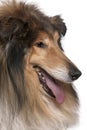 Close-up of Rough collie with tongue out Royalty Free Stock Photo