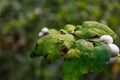 Close up of leaves and snowberries