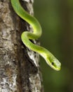 Close up of a rough green snake Royalty Free Stock Photo