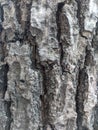 Rough and craggy grey, black, green, and tan tree bark