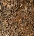 Close up of rough oak wood or timber surface. Tree bark trunk or lumber texture pattern background Royalty Free Stock Photo