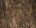 Close up of rough oak wood or timber surface. Tree bark trunk or lumber texture pattern background Royalty Free Stock Photo