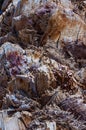 Close-up of rough palm tree bark texture Royalty Free Stock Photo