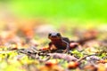 Roughskin Newt Rests on the Forest Floor