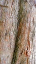 Close-up of the rough, textured bark of the eucalyptus or sea pine tree Royalty Free Stock Photo