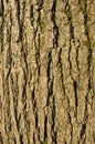 Close up of rough textured common ash tree bark with green moss in the cracks Royalty Free Stock Photo