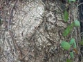 Tree bark texture, influenced by tree species, fungus or moss that grows on them Royalty Free Stock Photo