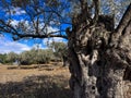 Close-up of the rough, textured trunk of an old olive tree with a field Royalty Free Stock Photo