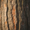 Close-up of rough tree bark displaying a rich array of textures and colors. Royalty Free Stock Photo
