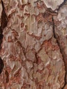 Close Up of Rough Tree Bark with Natural Texture Royalty Free Stock Photo
