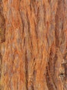 Close Up of Rough Tree Bark with Natural Texture Royalty Free Stock Photo