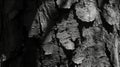 A Close-Up of Rough Tree Bark Texture in Black and White Royalty Free Stock Photo