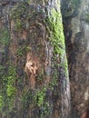 Close-up of rough tree bark texture covered with vibrant green moss Royalty Free Stock Photo