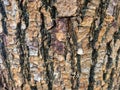 Rough tree bark texture with natural cracks and earthy color tones Royalty Free Stock Photo