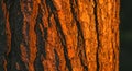 Close-Up of Rough Tree Bark Texture with Orange and Brown Tones Royalty Free Stock Photo