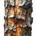 Close Up of Rough Tree Bark Texture with Orange Undertones and Gray Patches Royalty Free Stock Photo