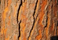 Close-Up of Rough Tree Bark Texture in Warm Orange and Brown Hues Royalty Free Stock Photo