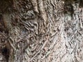 Close up rough wooden bark texture background of oak tree