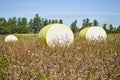 Close-up round bale of harvested cotton wrapped in yellow plastic.