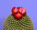 Close-up of a round cactus with red flower isolated in purple background. Royalty Free Stock Photo