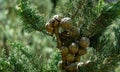 Close-up of round cones seeds on branch of Mediterranean cypress against sun on blurred spring green bokeh. Cupressus sempervirens Royalty Free Stock Photo