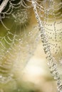 Close up of round drops of dew on a cobweb, colourful abstract background. Macro photo of dew drops with bokeh Royalty Free Stock Photo